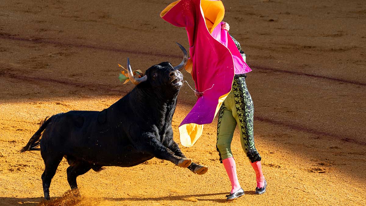 Countries Banning Bullfighting for Animal Welfare