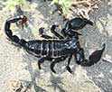 How to Differentiate Venomous and Non-Venomous Scorpions: A Practical Guide