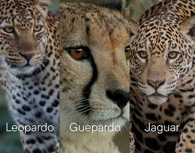 Ne les confondez plus ! La différence entre un léopard, un guépard et un jaguar