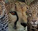 Ne les confondez plus ! La différence entre un léopard, un guépard et un jaguar