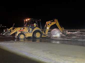 Rising Whale and Dolphin Deaths on Beaches