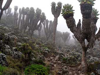 Kilimanjaro's Giant Senecio: Prehistoric Plants