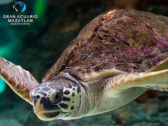 la Vie Marine au Grand Aquarium de Mazatlán