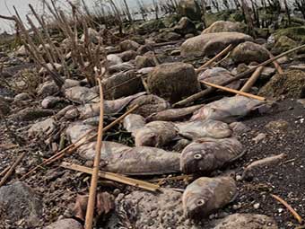 Peces Muertos en el Lago de Chapala