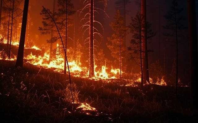 aumento mundial de los incendios forestales