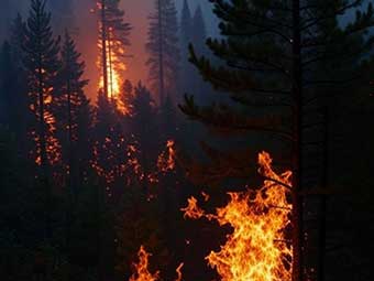 aumento mundial de los incendios forestales
