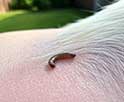 Understanding Screwworms: A Threat to Pet Health and How to Combat It