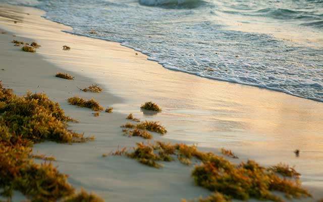 Uses and opportunities of sargassum