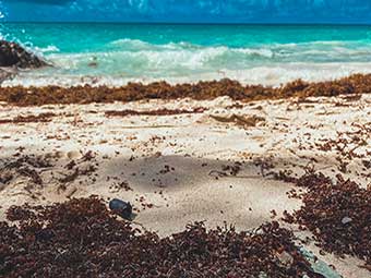 Uses and opportunities of sargassum