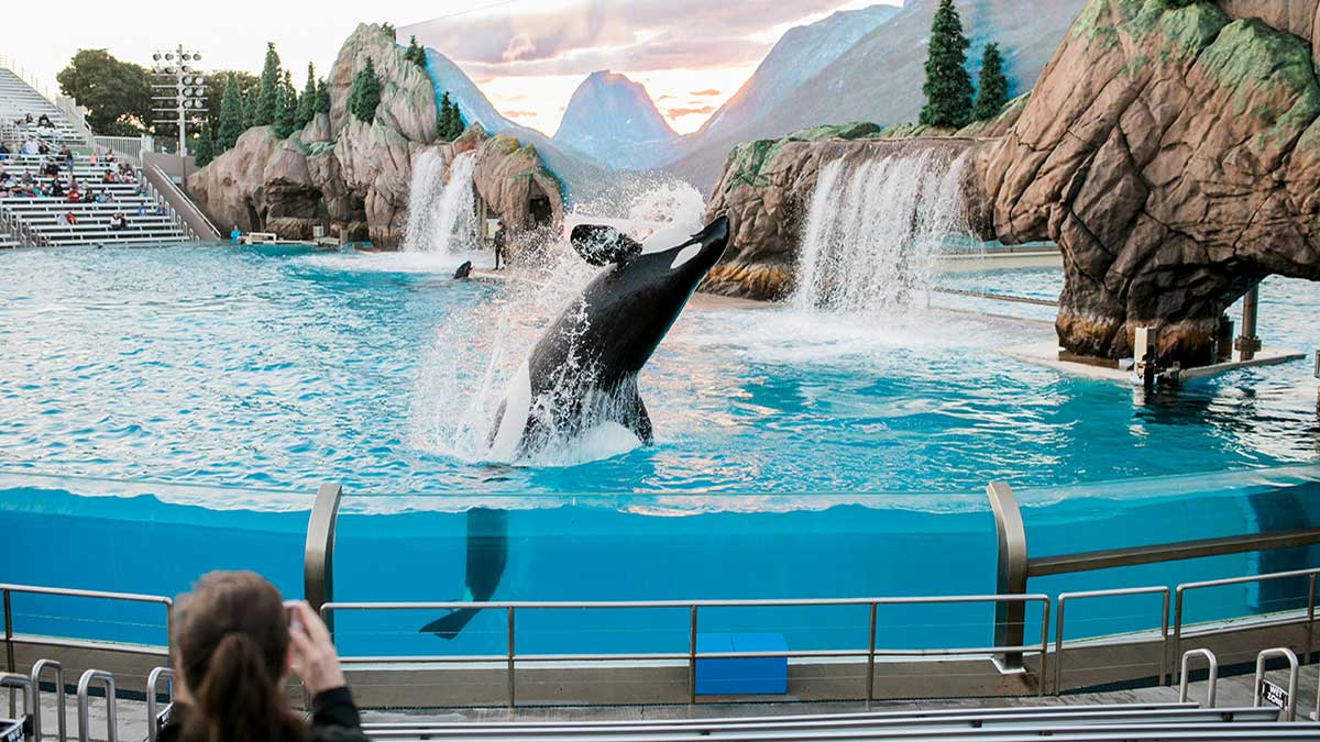 Global Movement to Ban Marine Animal Shows