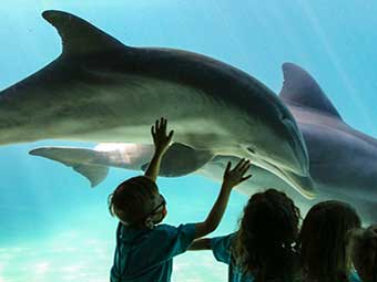Global Movement to Ban Marine Animal Shows