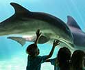 Impact de la captivité sur les animaux marins : Une perspective éthique et scientifique