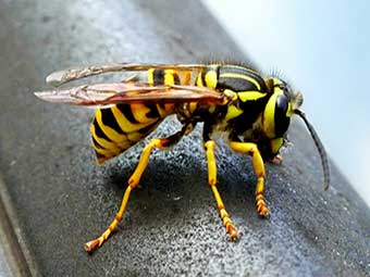 Abeja vs. Avispa vs. Abejorro