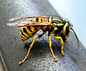 Guide Complet : Identifier les Abeilles, Guêpes et Bourdons