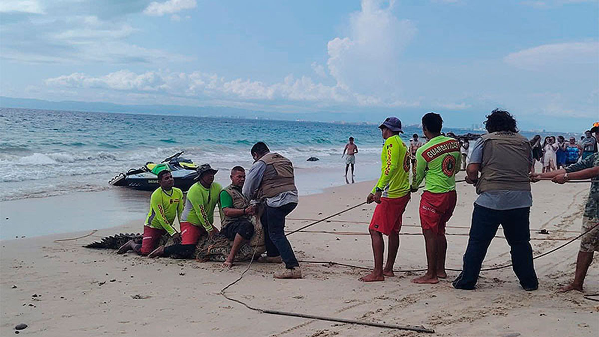 Cocodrilos en la Costa Mexicana: Un Fenómeno en Au