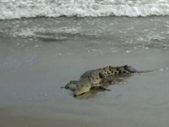 Cocodrilos en la Costa Mexicana: Un Fenómeno en Au
