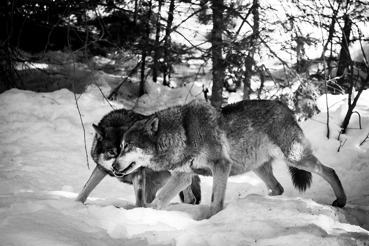 Monogamous Animals: Exploring Lifelong Pair Bonds