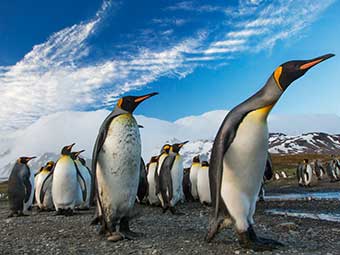 Monogamous Animals: Exploring Lifelong Pair Bonds