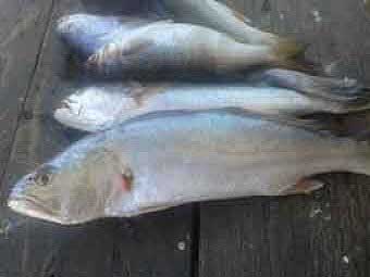 Pescados Alternativos para Zarandear