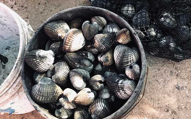 Blood Cockle, (Blood clam)