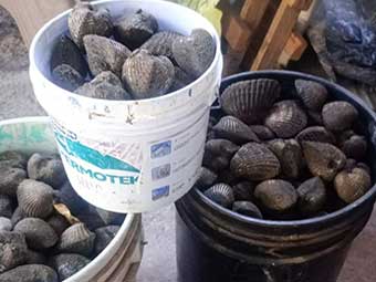 Blood Cockle, (Blood clam)