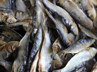 Affordable Omega-3 Fish