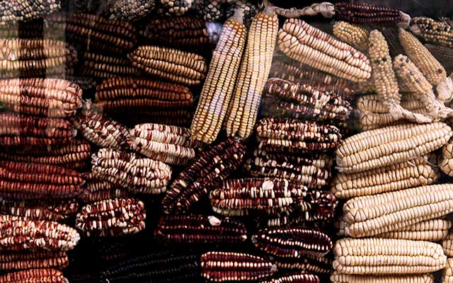 Native Corn: Advantages and Disadvantages
