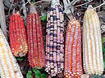 Native Corn: Advantages and Disadvantages