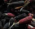 Beneficios y Retos del Cultivo de Maíz Nativo en tu Región