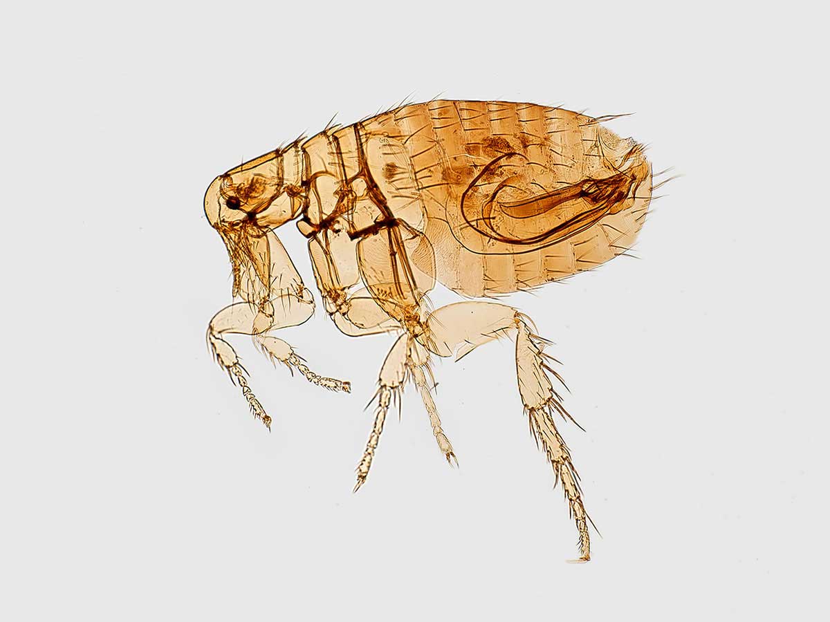 Bubonic Plague: What Is This Disease?