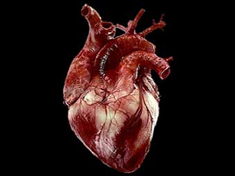 Microplásticos en la Sangre Humana