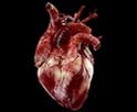 First Evidence: Microplastics Found Circulating in Human Blood